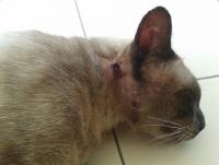 post-17753-0-17494700-1396666151_thumb.j