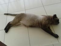 post-17753-0-51653500-1396666200_thumb.j