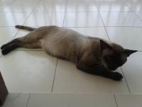 post-17753-0-95692500-1396666159_thumb.j