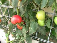 post-184243-0-82775500-1397042337_thumb.