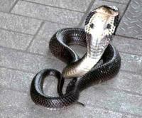 post-192707-0-01959700-1398047433_thumb.