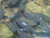 post-32351-0-95227500-1396961277_thumb.j