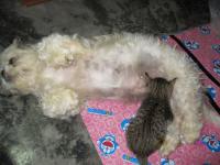 post-35489-0-90055100-1397142935_thumb.j