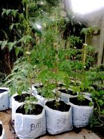 post-37242-0-19980600-1397416572_thumb.j