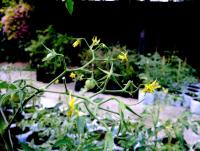 post-37242-0-44322400-1397977985_thumb.j