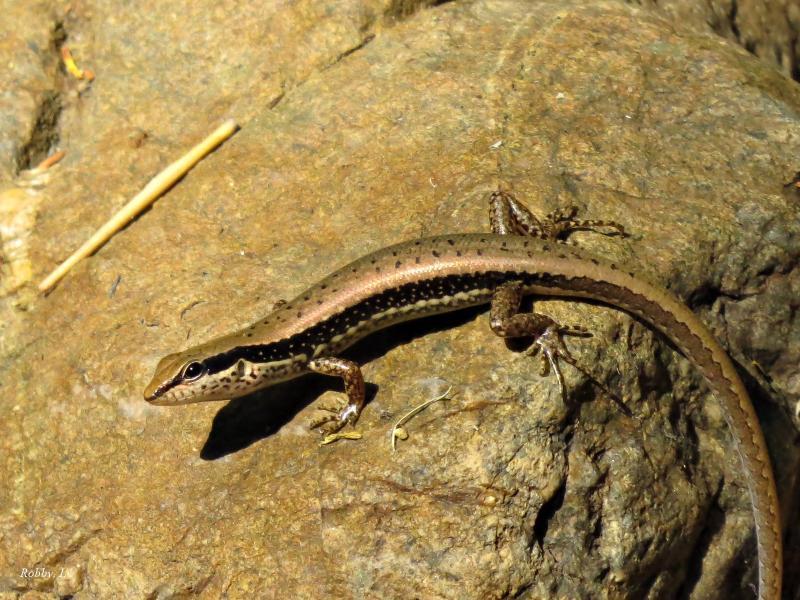 post-12069-0-09434400-1428838999_thumb.j