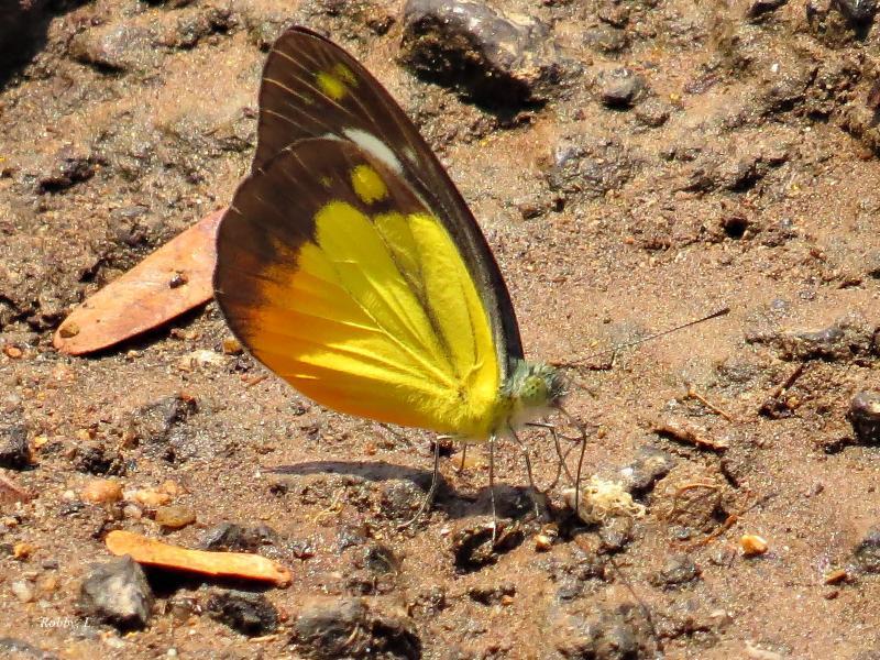 post-12069-0-14539300-1429795097_thumb.j