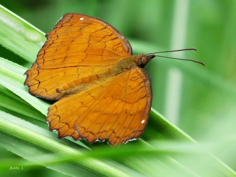 post-12069-0-29158300-1428731579_thumb.j