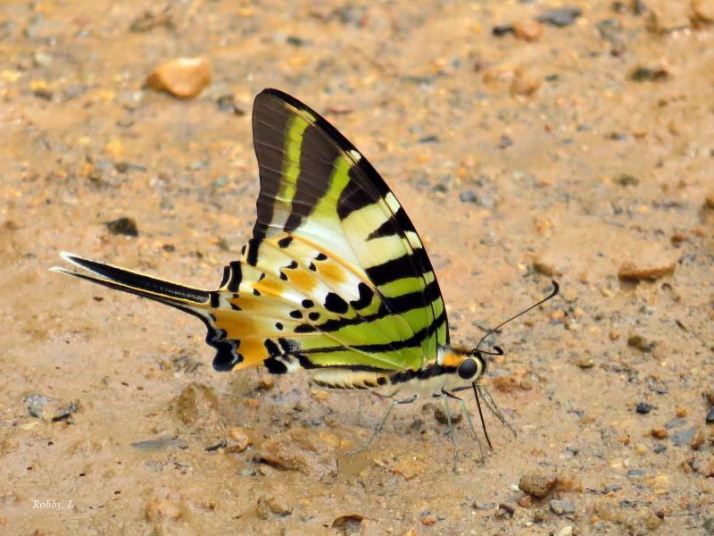 post-12069-0-35107500-1428654935_thumb.j