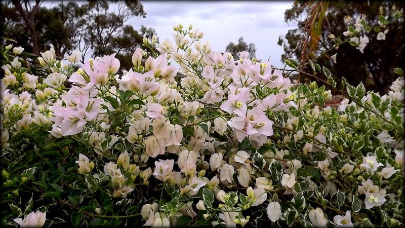 post-231841-0-55441100-1428408902_thumb.