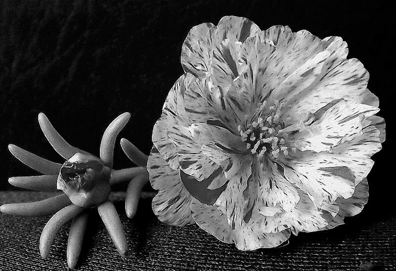 post-231841-0-61319500-1429416655_thumb.