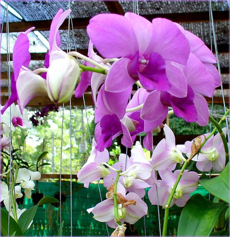 post-231841-0-76655000-1429587671_thumb.