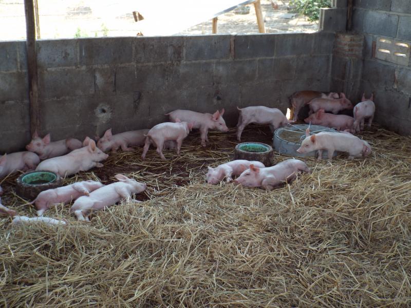 post-32351-0-10162500-1427874997_thumb.j