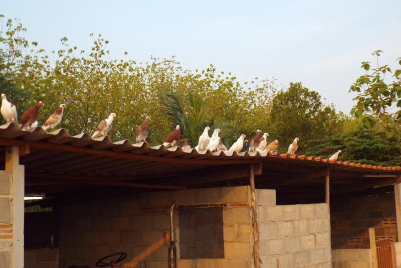 post-32351-0-10313900-1428378882_thumb.j