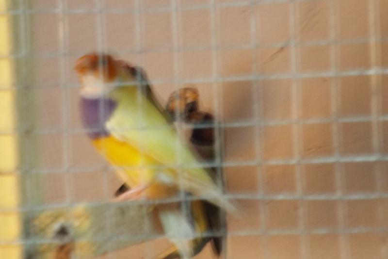 post-32351-0-88007100-1429615443_thumb.j