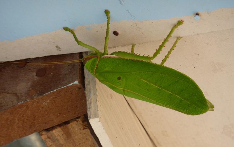 post-89800-0-63860300-1429146605_thumb.j