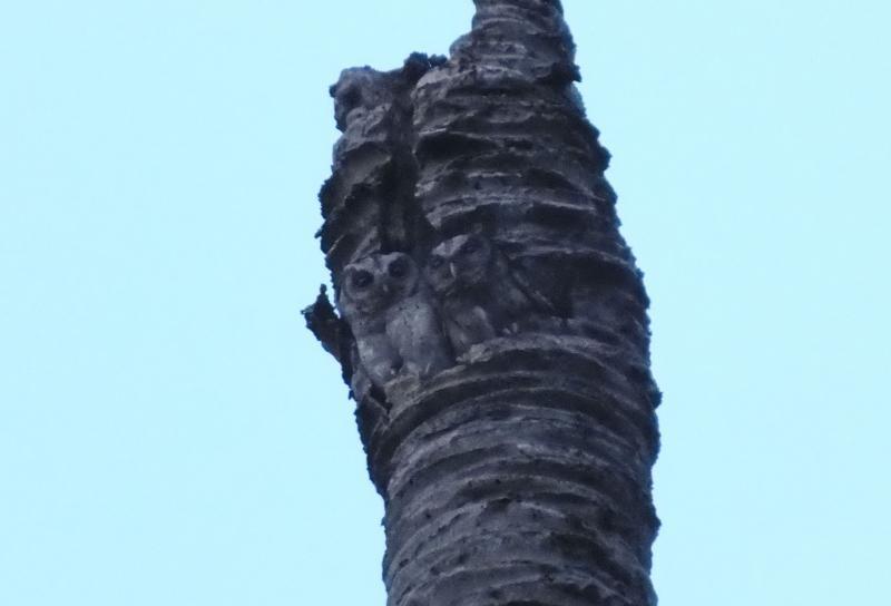 post-91156-0-04331300-1428796039_thumb.j