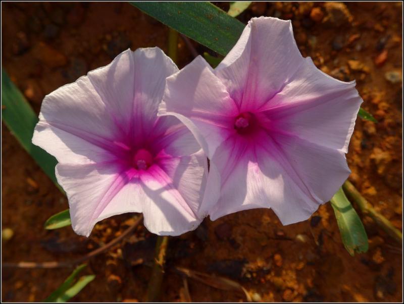 post-9958-0-86885900-1429959083_thumb.jp