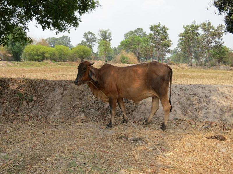 post-1136-0-03795000-1461054371_thumb.jp