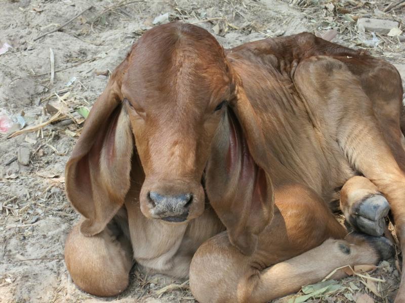 post-1136-0-09424900-1461054303_thumb.jp