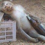 post-147205-0-45898800-1460738486_thumb.