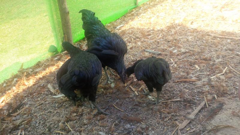 post-175342-0-57040300-1461219647_thumb.