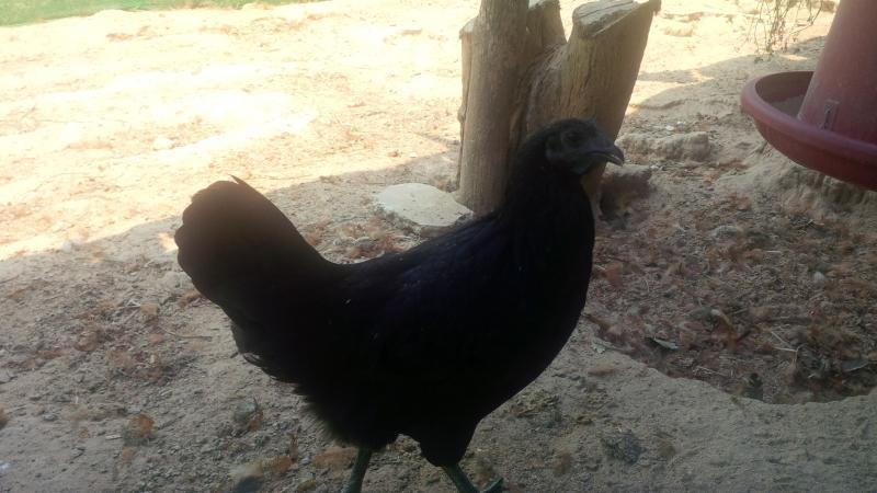 post-175342-0-57959100-1461219703_thumb.