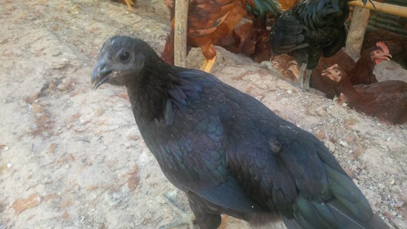 post-175342-0-75977500-1461219679_thumb.