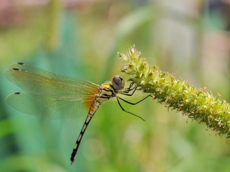 post-255172-0-88377200-1459855252_thumb.