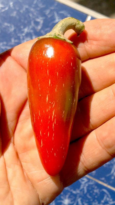 post-37242-0-49257300-1461908317_thumb.j