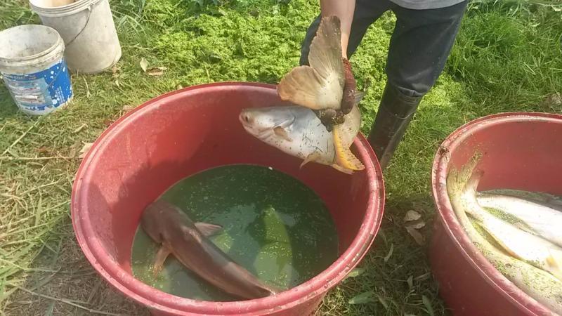 post-42398-0-23406500-1460261762_thumb.j