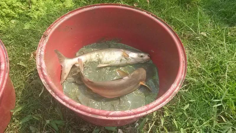 post-42398-0-40443400-1460261763_thumb.j