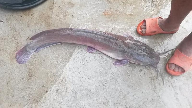 post-42398-0-41902500-1460520176_thumb.j