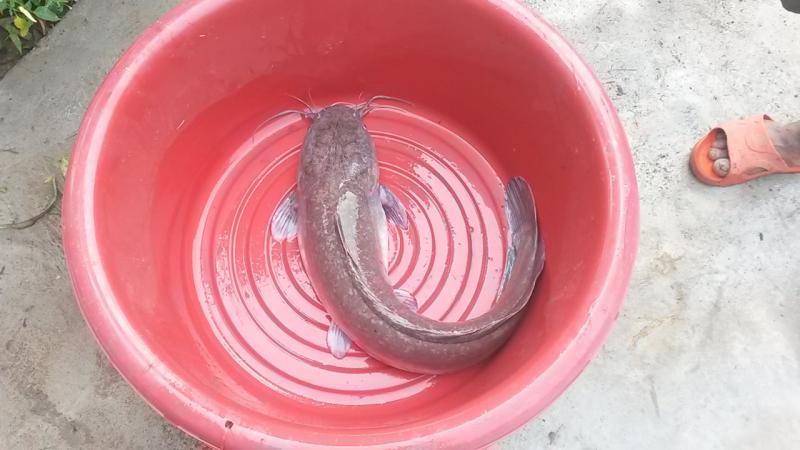 post-42398-0-55579300-1460520228_thumb.j