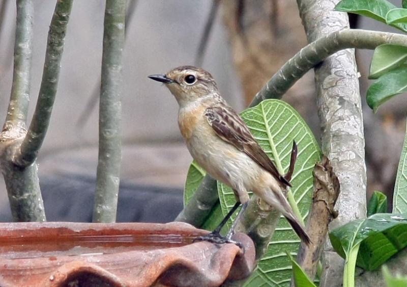 post-59731-0-45552500-1460259160_thumb.j