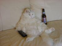 post-14639-1178707171_thumb.jpg