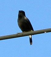 post-114824-0-30287100-1305530306_thumb.