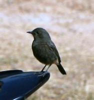 post-114824-0-65011000-1305531505_thumb.