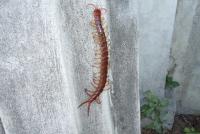 post-42592-0-58873000-1306253600_thumb.j