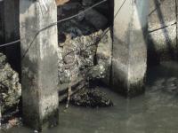 post-42592-0-60226400-1306254249_thumb.j