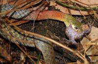 post-69690-0-57666300-1305373658_thumb.j