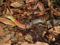 post-69690-0-93149900-1305373760_thumb.j