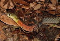 post-69690-0-96791800-1305373010_thumb.j