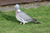 post-77511-0-22222300-1305230082_thumb.j