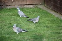 post-77511-0-27758800-1305230033_thumb.j