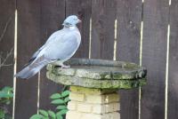 post-77511-0-42415400-1305229731_thumb.j