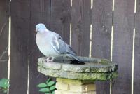 post-77511-0-62740800-1305229856_thumb.j