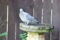 post-77511-0-71194200-1305229792_thumb.j