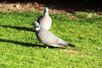 post-77511-0-79110800-1305229907_thumb.j