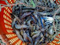 post-104736-0-71542700-1338064646_thumb.